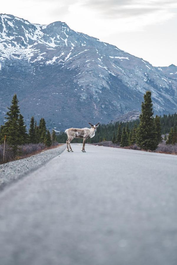 Denali Wild Stay - Moose Cabin, Free Wifi, 2 Private Bedrooms, Sleep 6 Healy Bagian luar foto