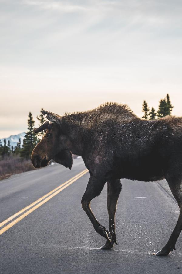 Denali Wild Stay - Moose Cabin, Free Wifi, 2 Private Bedrooms, Sleep 6 Healy Bagian luar foto